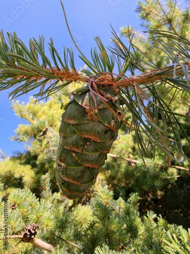 Macro shot of green pine cone with resin drops on coniferous branch