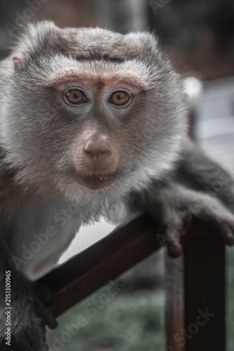 Photography Wild macaque monkey holding a pole close up portrait in Thailand