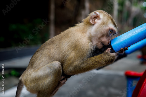 Photography Wild macaque monkey holding a pole close up portrait in Thailand
