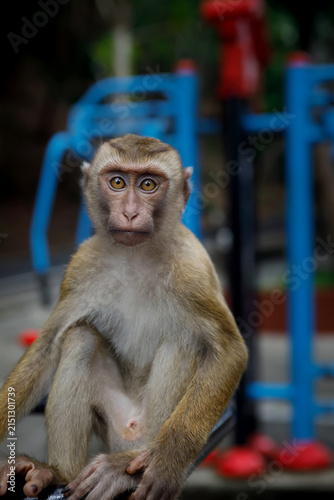 Photography Wild macaque monkey holding a pole close up portrait in Thailand