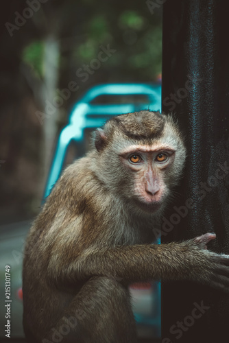 Photography Wild macaque monkey holding a pole close up portrait in Thailand
