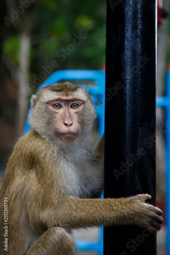Photography Wild macaque monkey holding a pole close up portrait in Thailand