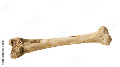 Fossilized bone fragment, ancient skeletal remains, archaeological specimen, isolated on a transparent background