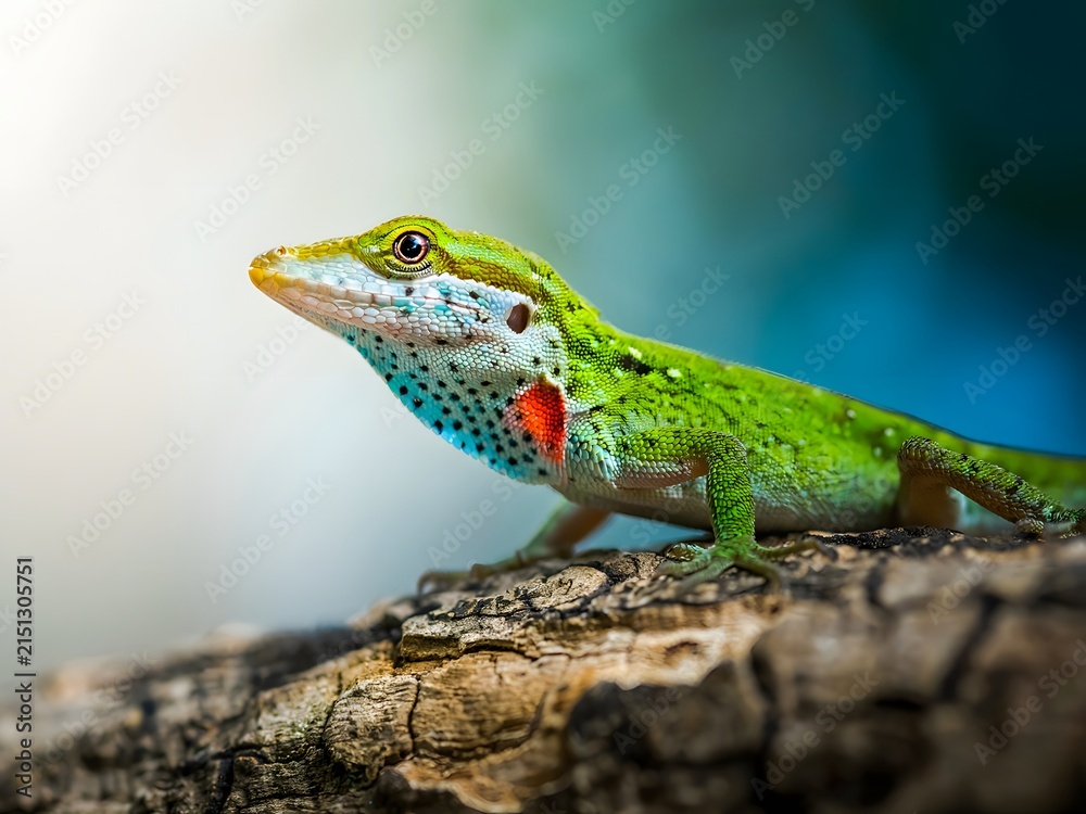 Fototapeta premium Close-up green iguana with red spot perched on weathered rock in natural habitat