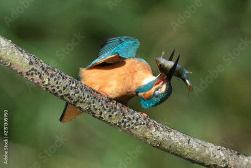 Obraz na plátne Common kingfisher (Alcedo atthis) violently beating and slamming a freshly caugh