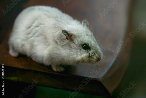 Quadro su tela A small, fluffy white dwarf hamster perches cautiously on the edge of a dark, polished wooden table against a softly blurred background