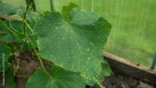 Close-up of green cucumber leaf with yellow spots inside greenhouse. Macro of plant disease symptom, pest damage, or nutrient deficiency on farm crop for agriculture and horticulture industry.