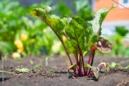 Beet leaves growing in fertile soil. Growing vegetables in the garden.
