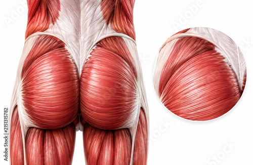 Posterior Gluteal Muscle Anatomy