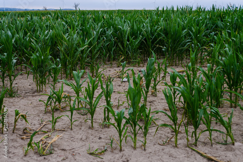 Young green corn plants growing in a field on a farm