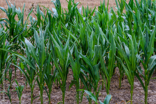 Young green corn plants growing in a field on a farm