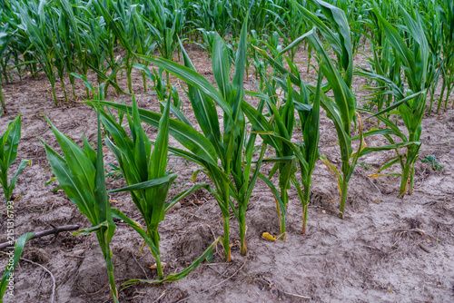 Young green corn plants growing in a field on a farm