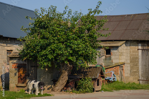 Rural farmyard with green tree, dog, doghouse, and old farm buildings