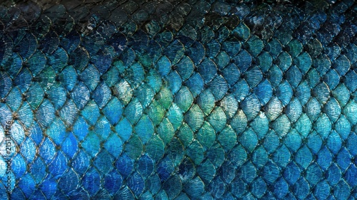 Close-up iridescent blue fish scales with shimmering texture and detail