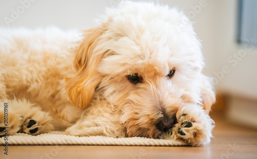 Adorable Cream Maltipoo Puppy Resting on a Cozy Rug in a Bright Indoor Setting