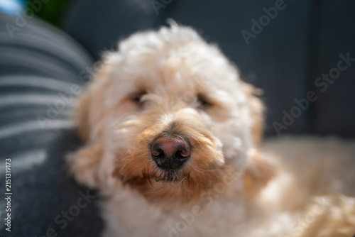Close-up portrait of a cute Maltipoo dog with fluffy cream fur and a black nose resting comfortably on a textured grey cushion in soft natural light