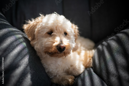 Adorable Maltipoo Puppy Relaxing on a Cozy Grey Sofa with Soft Sunlight