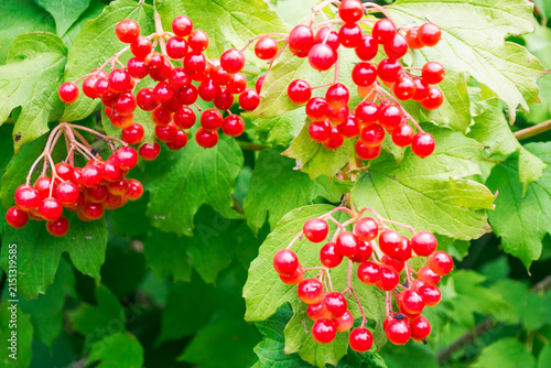 Red Viburnum Berries on Green Leaves in Nature