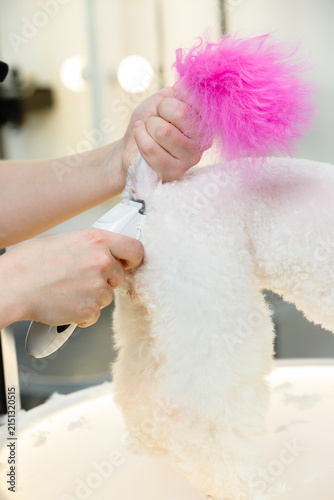 Groomer shaving white fluffy dog with electric clippers holding its pink dyed tail in beauty salon showing professional pet grooming and hygiene care process