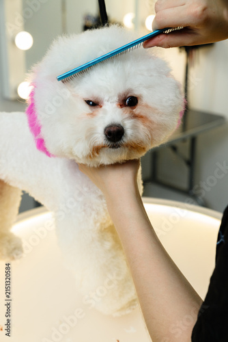 Groomer combing a white fluffy dog with blue comb in beauty salon while holding its chin with pink dyed fur on neck showing professional pet grooming process