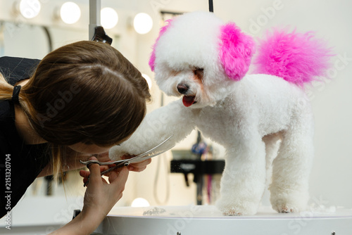 Groomer trimming paw of white fluffy dog with pink dyed ears and tail using scissors in beauty salon showing professional pet grooming and creative styling