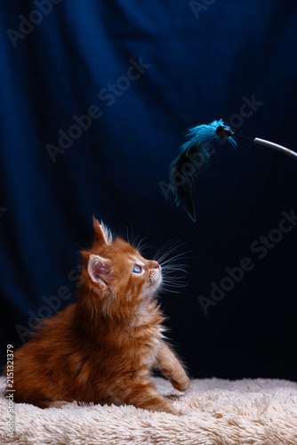 Cute fluffy ginger maine coon kitten with blue eyes looking up at blue feather toy while sitting on soft beige blanket against dark blue background in studio light