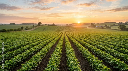 Vast green crop rows stretch towards the horizon at sunrise