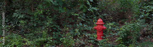 Fire hydrant among plant growth along a street in Charlottesville, Virginia