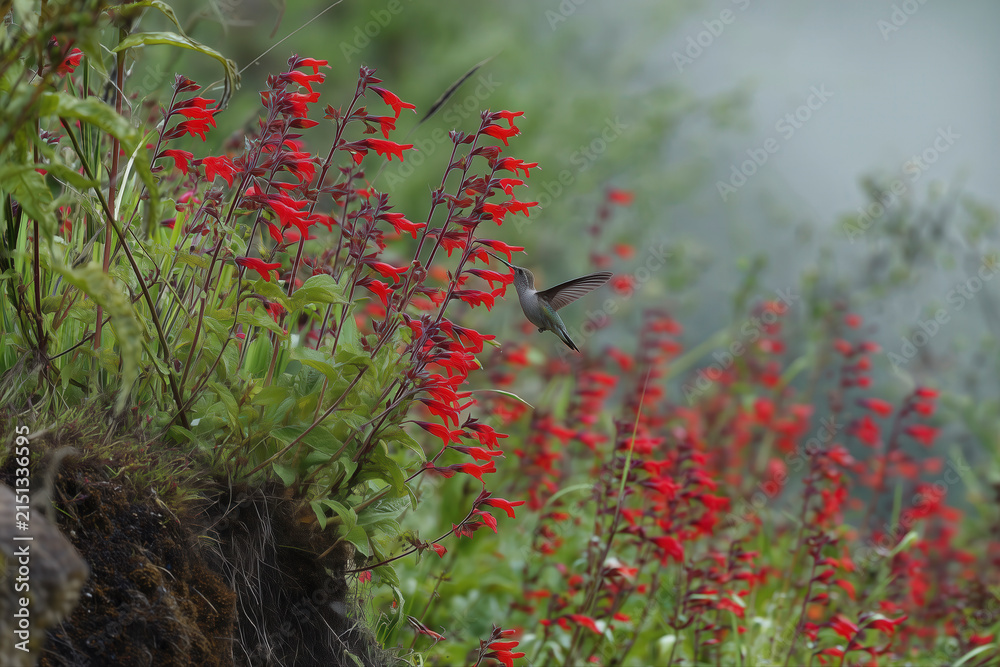 Naklejka premium Hummingbird feeding on bright flowers in a natural setting