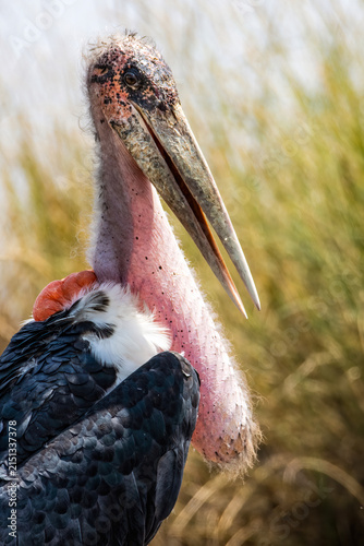 Obraz na plátne Marabou Stork