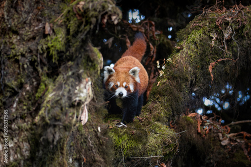 Photography Red Panda in the wild