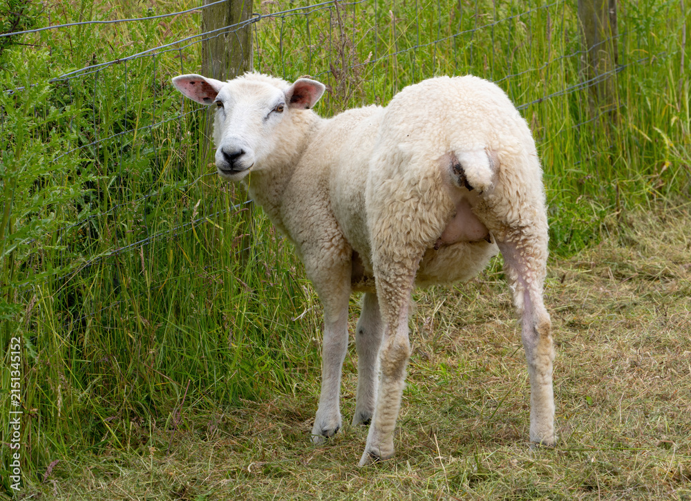 Fototapeta premium Curious Sheep Standing on Meadow Looking Back at the Camera