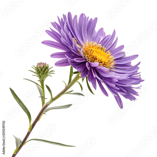 Single purple aster flower with bud isolated on white background.