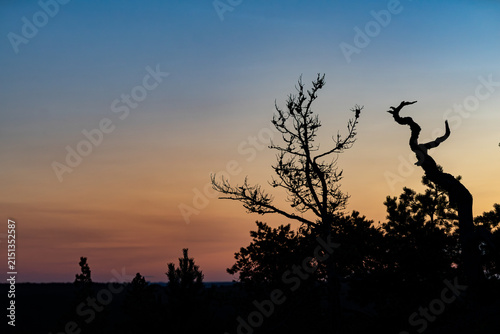 Minimalist silhouette of pine trees against vibrant sunset gradient sky in Finnish Archipelago