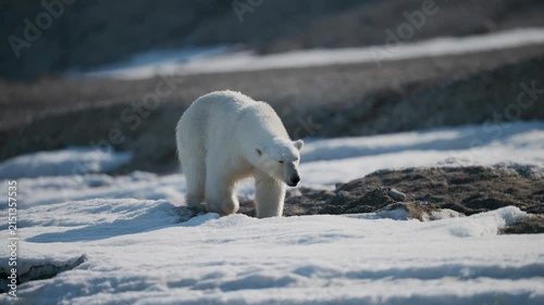 Polar bear walking and sneezing across the snowy arctic tundra in Svalbard