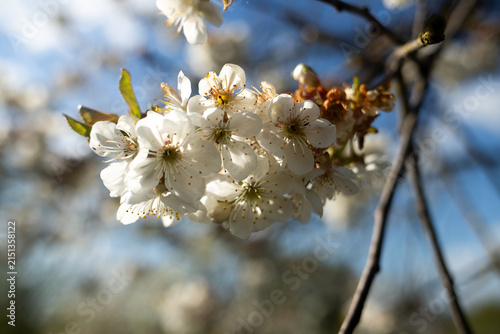 Картината върху платно Close up of white cherry tree flowers blooming on branches in spring sunlight