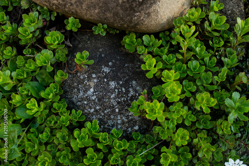 Fotografie Green succulent plants grow around grey stones on ground