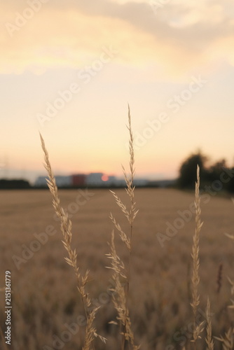 Canvas Print Wild grass seed heads against a golden wheat field at sunset