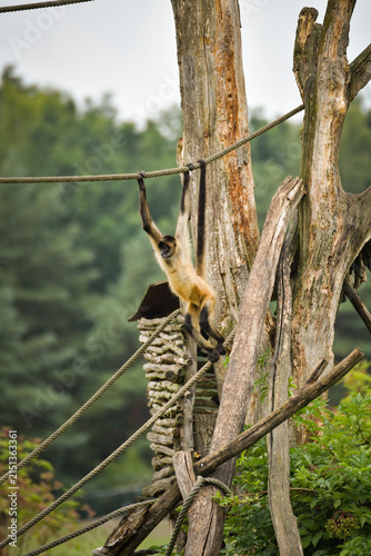 Canvas Print A spider monkey climbing on wooden structures and ropes, showing its agility and long tail