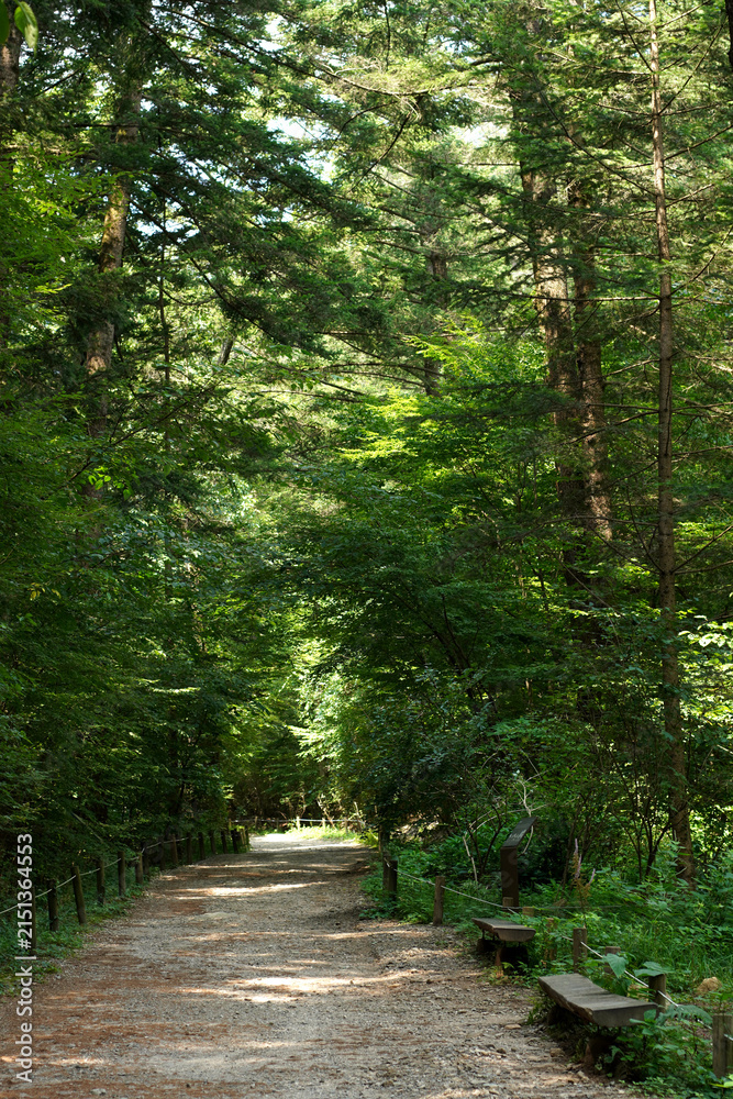 Fototapeta premium The Curved Walking Path at Gwangneung Arboretum in Midsummer