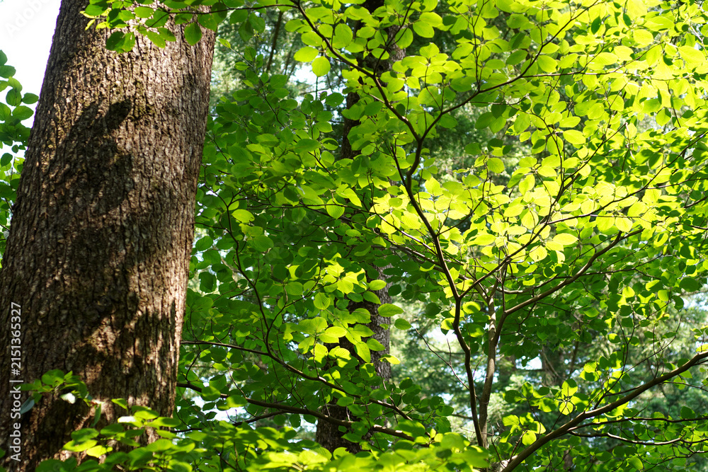 Fototapeta premium The tranquil morning sunlight in a fir forest