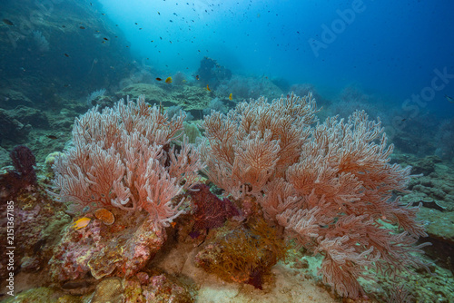 Wonderful coral reef of Andaman Islands, India