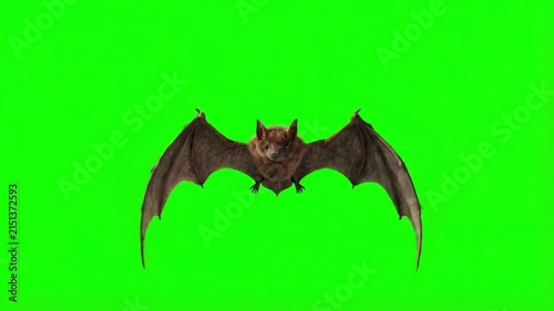 Bat flying in mid-air with wings spread on green screen background