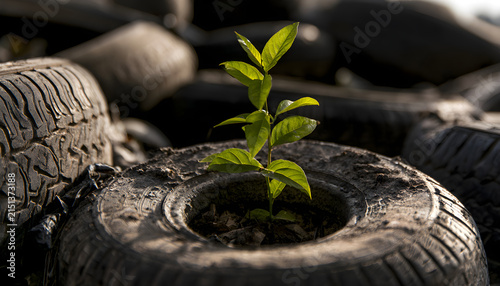 Small green plant grows through pile of old discarded car tires. Nature overcomes industrial waste in outdoor dump. Young sprout emerges from hole in rubber wheel heap. Concept of ecology renewal,