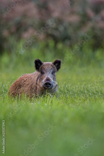 Konstfotografi Wild boar in a clearing