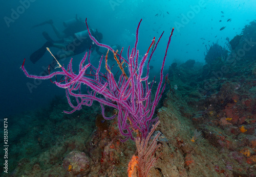 Colorful coral reef of Andaman Islands with scuba divers seen in the background