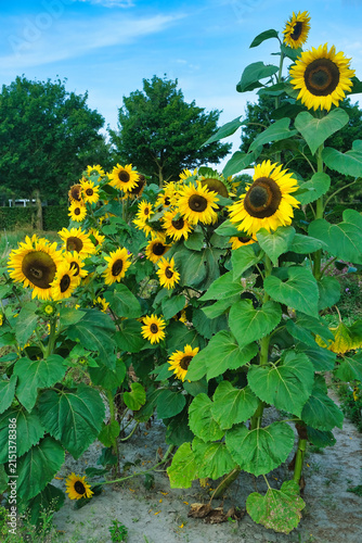 Very tall bright yellow sunflowers with large green leaves and dark centers reaching towards the blue sky on a sunny day
