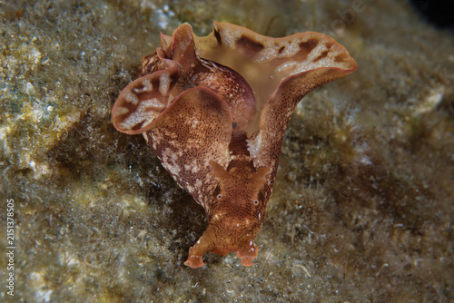 Brown sea hare from Cyprus 