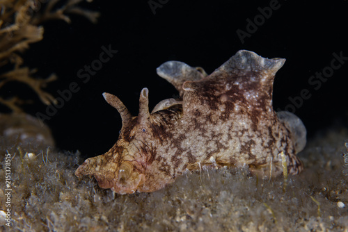 Brown sea hare from Cyprus 