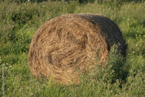 Baled and blooming — hay bale in second-cut lucerne, Transylvania farmland